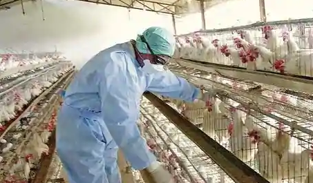 Micro Differential Pressure Transmitter Used in Animal Husbandry